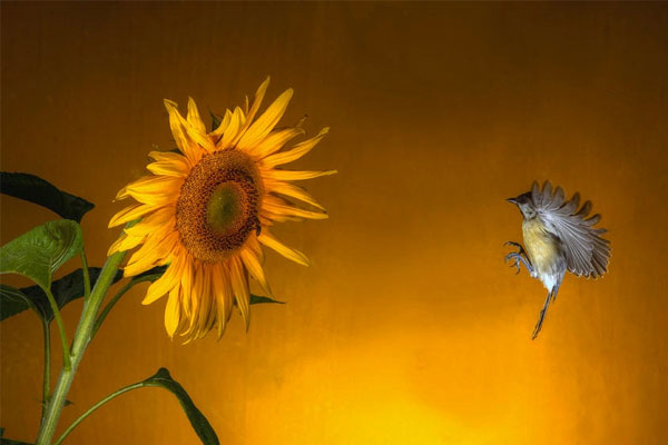 Ai sinh tháng Âm lịch này ít phiền muộn, nhiều tiếng cười, tính cách lạc quan, vận may vô số-2