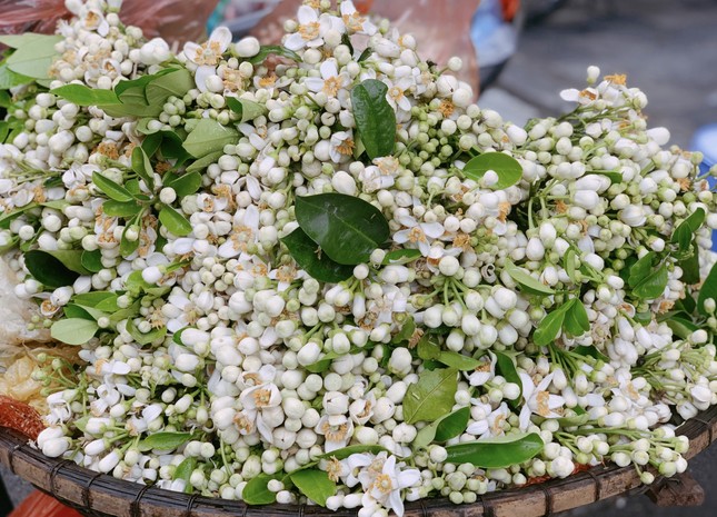 Hoa bưởi đầu mùa tỏa hương khắp phố Hà Nội, giá nửa triệu đồng/kg-2