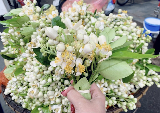 Hoa bưởi đầu mùa tỏa hương khắp phố Hà Nội, giá nửa triệu đồng/kg-3