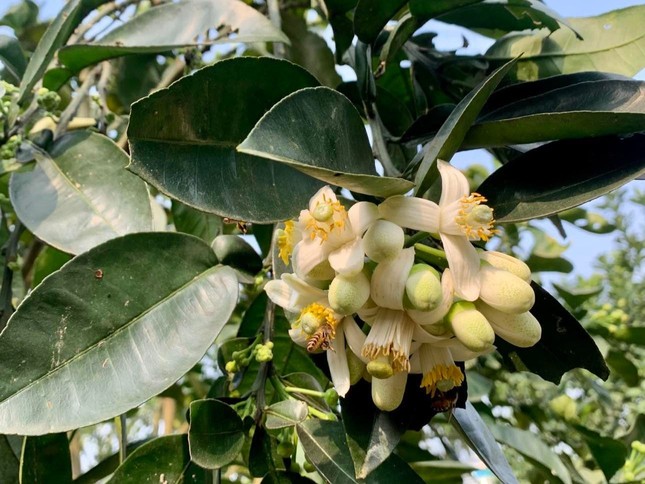 Hoa bưởi đầu mùa tỏa hương khắp phố Hà Nội, giá nửa triệu đồng/kg-5