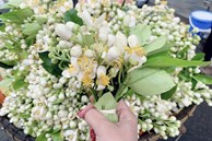 Hoa bưởi đầu mùa tỏa hương khắp phố Hà Nội, giá nửa triệu đồng/kg
