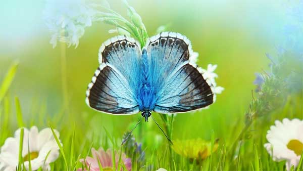 Tháng 2 Âm lịch, 4 con giáp sự nghiệp thăng hoa, làm ăn phát đạt, thu về vô số điều tốt lành-2