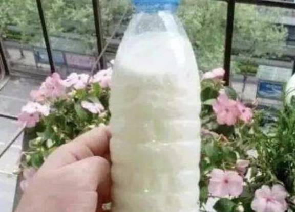 Tự chế nước béo tưới cho cây cảnh, bộ rễ nhân đôi, lá xanh, hoa thắm-1