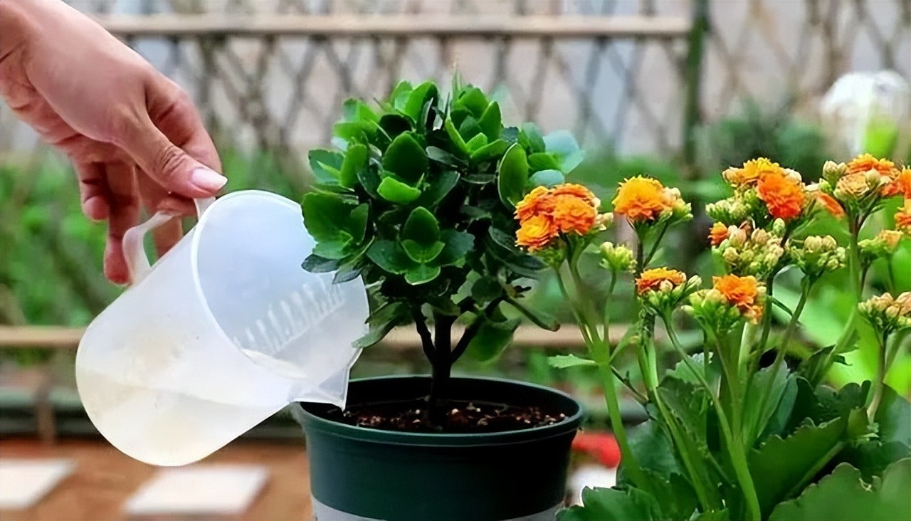 Tự chế nước béo tưới cho cây cảnh, bộ rễ nhân đôi, lá xanh, hoa thắm-3