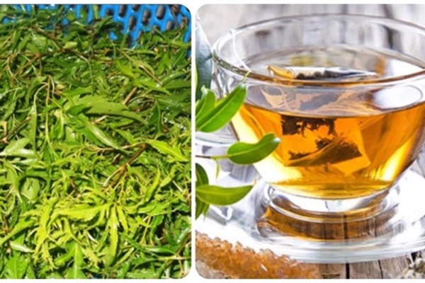 Uống nước lá đinh lăng hàng ngày có tốt không?-2