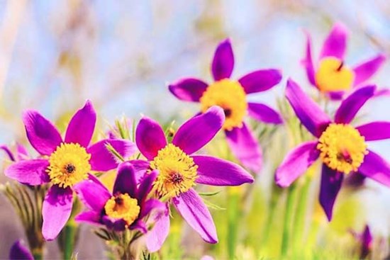 Tử vi ngày 25/2/2023: Tuổi Ngọ công việc chuyển biến, tuổi Tuất nên thuận tự nhiên