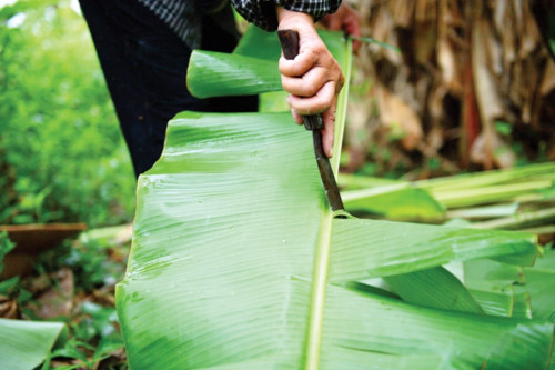 Truy tìm loại lá vứt đi ở Việt Nam nhưng có giá nửa triệu đồng ở nước ngoài-3