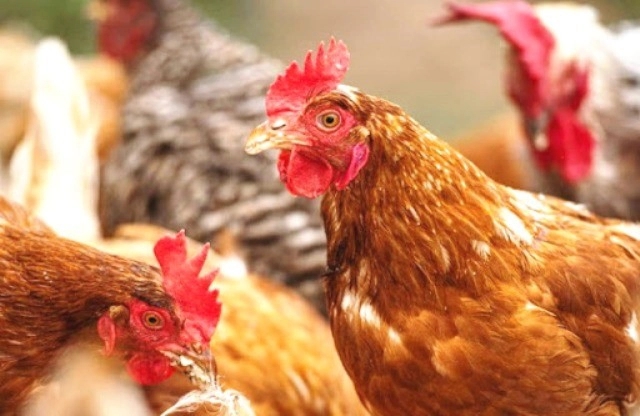 Khẩn cấp ngăn chặn cúm gia cầm H5N1 có độc lực cao xâm nhập-1