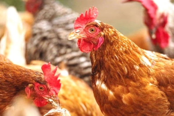 Virus H5N1 độc lực cao, có khả năng lây từ gia cầm sang người: Dấu hiệu nhận biết nhiễm bệnh-2