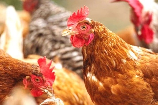 Khẩn cấp ngăn chặn cúm gia cầm H5N1 có độc lực cao xâm nhập