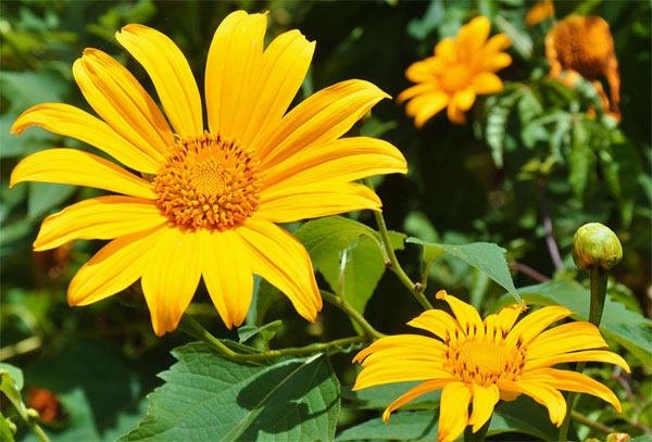 10 ngày tới đây, 3 con giáp đón nhận nhiều điều may, kiếm tiền về đầy túi-3