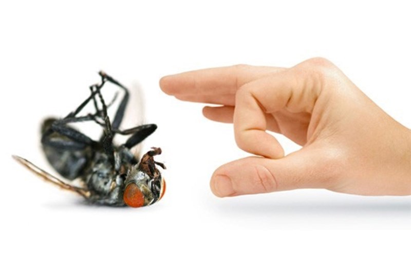 Chỉ với một nắm sả, bạn vừa có thể đuổi ruồi giấm hiệu quả lại giúp không gian nhà trong lành-1