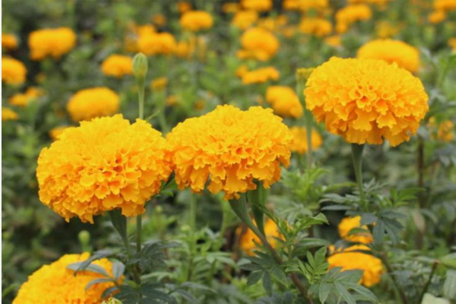 Chỉ với một nắm sả, bạn vừa có thể đuổi ruồi giấm hiệu quả lại giúp không gian nhà trong lành-5