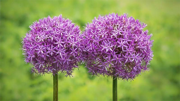 Tử vi ngày 26/2/2023: Tuổi Sửu tài lộc bất ngờ, tuổi Hợi quý nhân soi đường-1