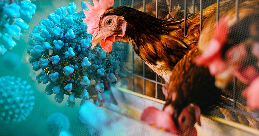 Virus H5N1 độc lực cao, có khả năng lây từ gia cầm sang người: Dấu hiệu nhận biết nhiễm bệnh-1