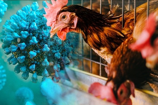 Virus H5N1 độc lực cao, có khả năng lây từ gia cầm sang người: Dấu hiệu nhận biết nhiễm bệnh
