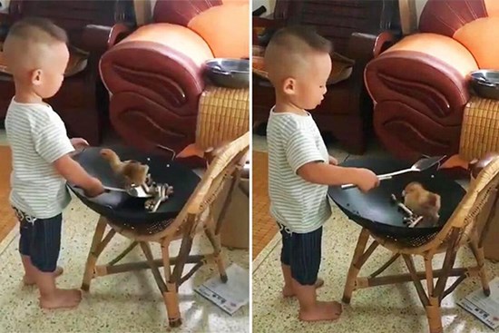 Mua gà con về để nuôi lớn, người mẹ té ngửa vì hành động bất ngờ của cậu con trai 3 tuổi