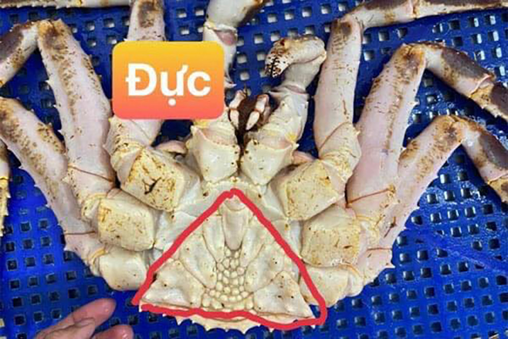 Chủ cửa hàng hải sản tiết lộ sự thật ít người biết về cua hoàng đế-3