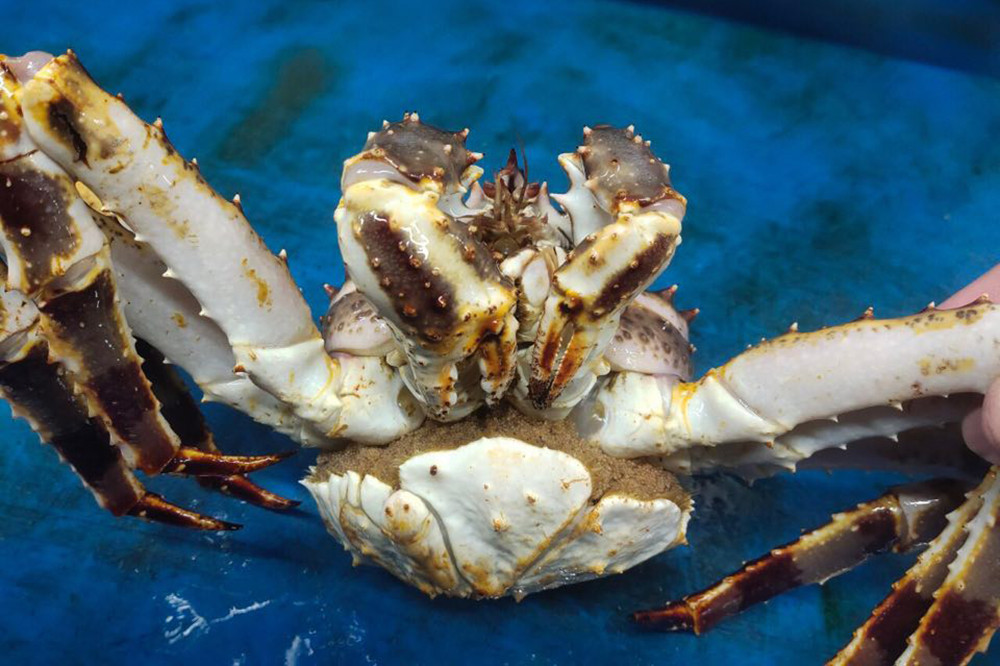 Chủ cửa hàng hải sản tiết lộ sự thật ít người biết về cua hoàng đế-4