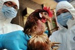 Ăn trứng gà có nguy cơ lây nhiễm H5N1 không?-2