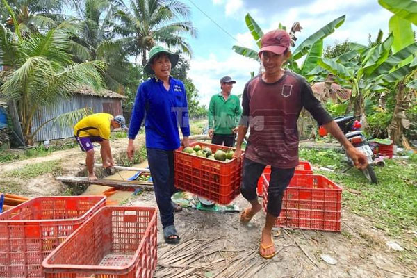 Giá cam sành bất ngờ vọt tăng sau chuỗi ngày lao dốc chưa từng có-1