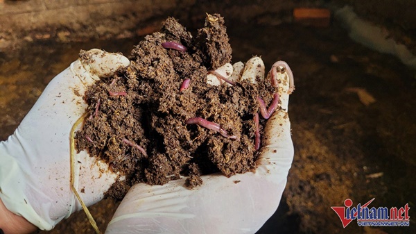 Vương quốc triệu giun sản xuất hàng trăm tấn ‘vàng đen’ cho nông nghiệp-2