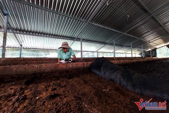 Vương quốc triệu giun sản xuất hàng trăm tấn ‘vàng đen’ cho nông nghiệp