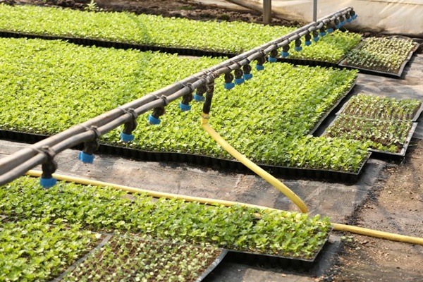 8 ý tưởng thiết kế không gian sân vườn cho ngôi nhà ở ngoại ô-6