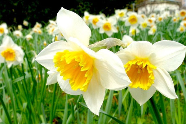 Trẻ sinh vào 5 ngày Âm lịch này, thông minh hơn bạn cùng trang lứa, tương lai xán lạn-1