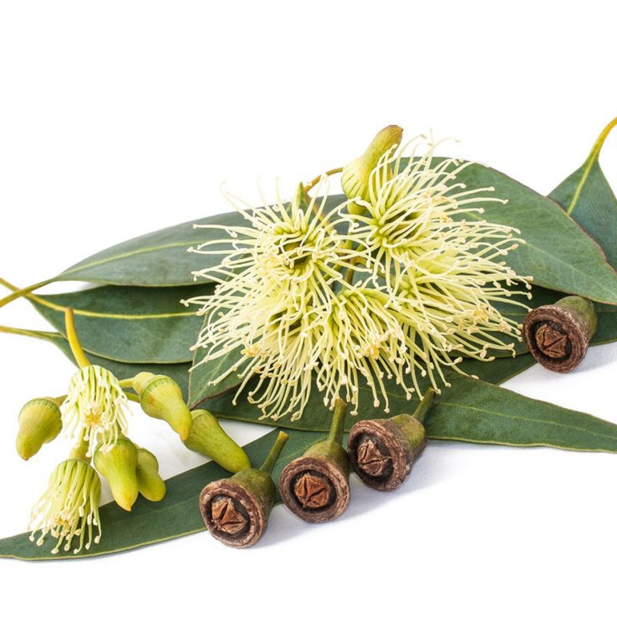 Phòng tránh muỗi đốt đơn giản từ thiên nhiên-1