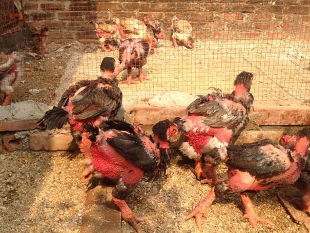 Khác trứng gà giải cứu, loại trứng gà này lại được săn đón với giá cao gấp vài chục lần-1