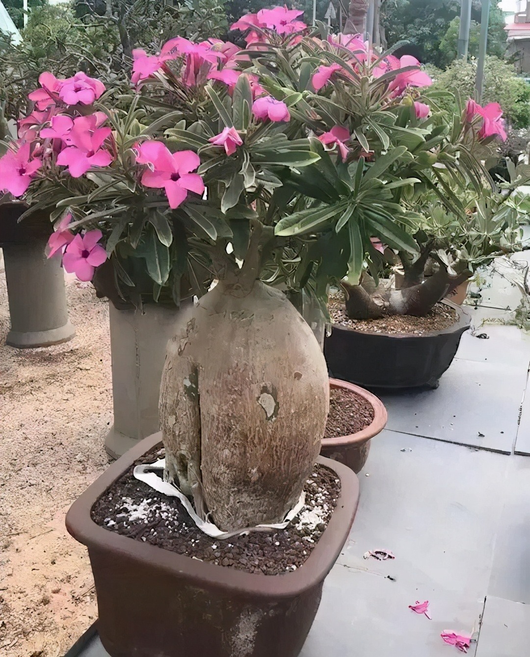 6 cây cảnh bụng phệ, chịu khô hạn, dễ trồng trong phòng khách, khi nở hoa gia đình đón hỷ sự-4