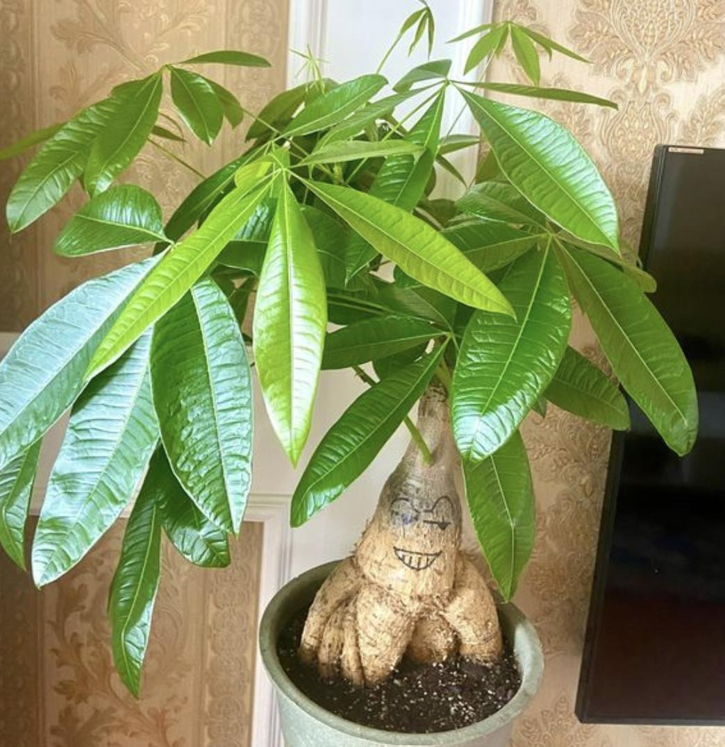 6 cây cảnh bụng phệ, chịu khô hạn, dễ trồng trong phòng khách, khi nở hoa gia đình đón hỷ sự-10