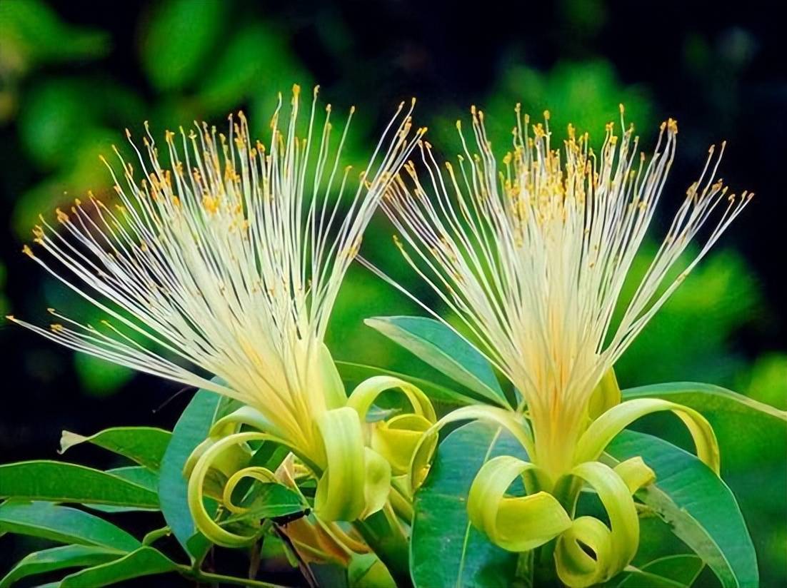 6 cây cảnh bụng phệ, chịu khô hạn, dễ trồng trong phòng khách, khi nở hoa gia đình đón hỷ sự-11