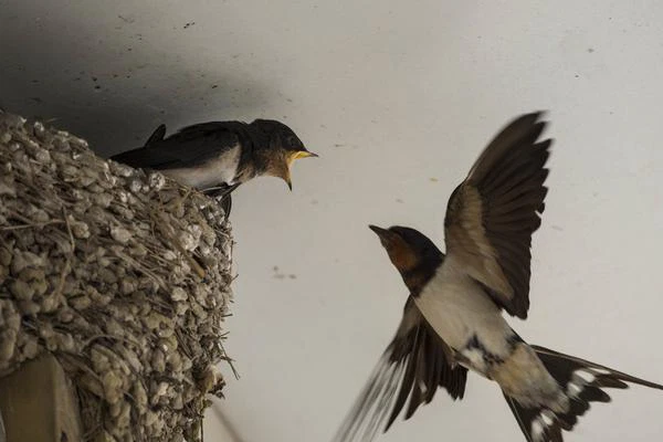 Những cách đặt ảnh cưới hợp phong thuỷ mà vợ chồng cần lưu ý-3