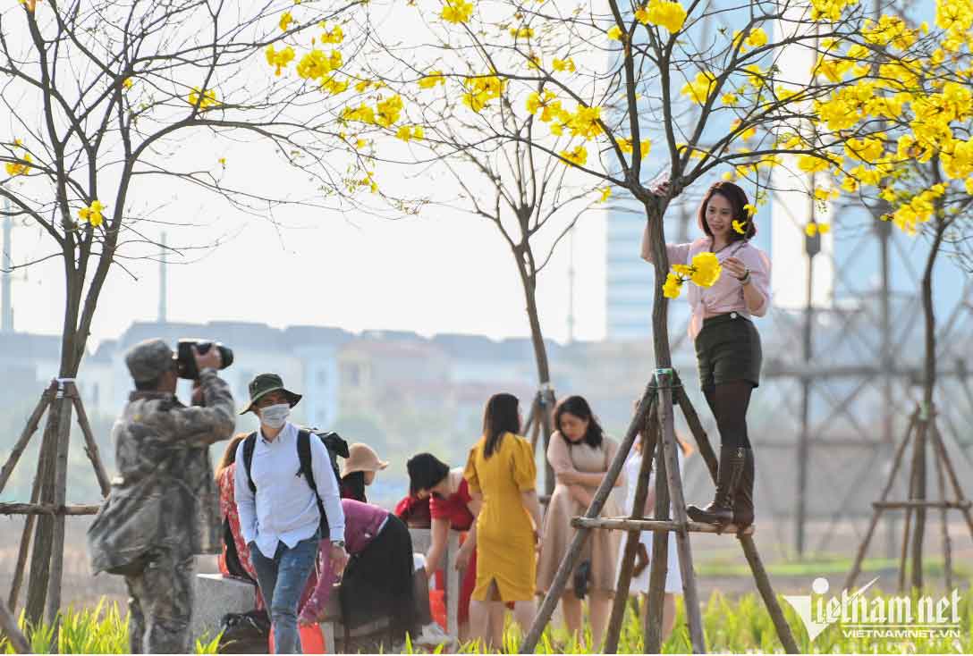 Trèo cây, leo thang để có bức ảnh đẹp với con đường vàng-4