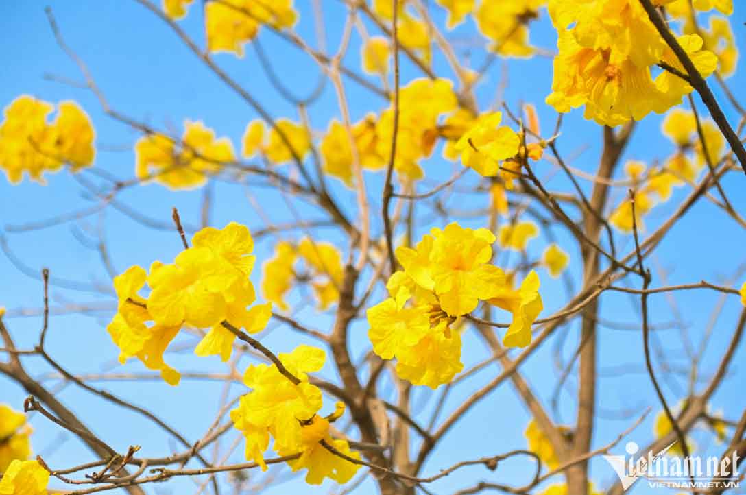 Trèo cây, leo thang để có bức ảnh đẹp với con đường vàng-8