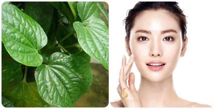 Lá trầu không có tác dụng gì với da mặt?-1