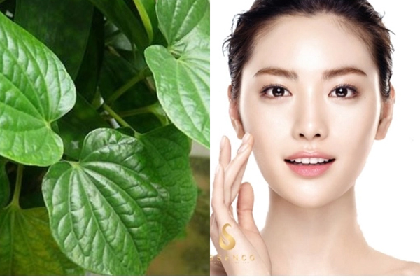 Cách nấu nước lá tía tô uống đẹp da-2