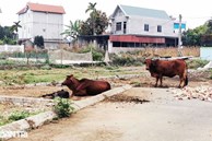 Thị trường 'xì hơi', giá nhà đất vùng ven Hà Nội lao dốc