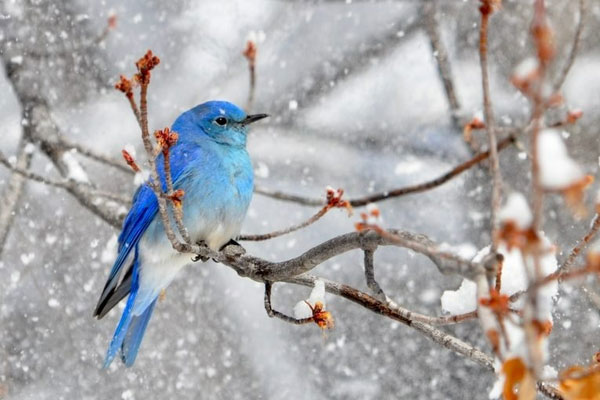 Tử vi tháng 3/2023 của 12 cung hoàng đạo: Cự Giải tinh thần thoải mái, Ma Kết đào hoa-5