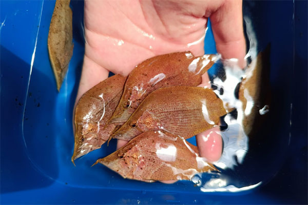 Kỳ lạ loại cá nhìn như chiếc lá, giá bán lên đến cả triệu đồng/con-1