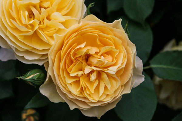 Tháng 3 vận may liên tiếp, 4 con giáp thuận buồm xuôi gió, sự nghiệp thành công, không còn vất vả-5