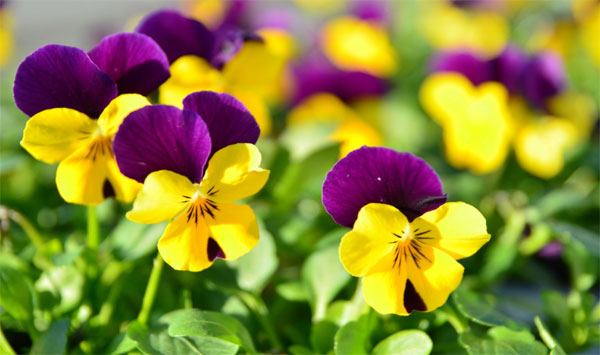 Tử vi tháng 3/2023 của 12 cung hoàng đạo: Cự Giải tinh thần thoải mái, Ma Kết đào hoa-3