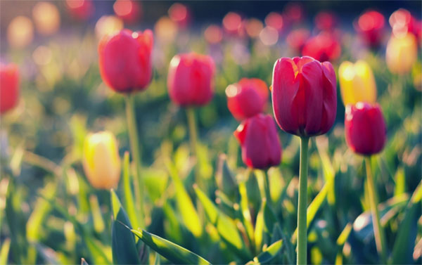 Tử vi tháng 3/2023 của 12 cung hoàng đạo: Cự Giải tinh thần thoải mái, Ma Kết đào hoa-4