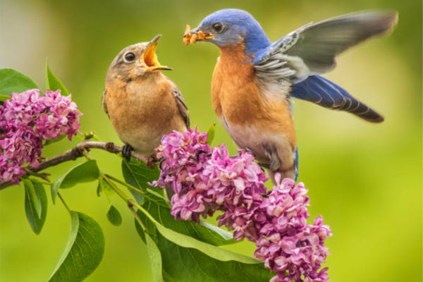 Tháng 3 vận may liên tiếp, 4 con giáp thuận buồm xuôi gió, sự nghiệp thành công, không còn vất vả-3