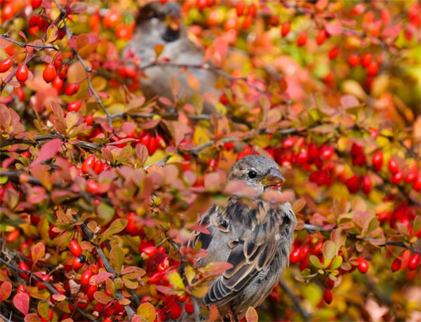 Tháng 3 vận may liên tiếp, 4 con giáp thuận buồm xuôi gió, sự nghiệp thành công, không còn vất vả-4