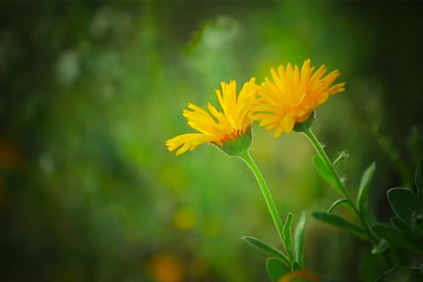 Tử vi ngày 1/3/2023: Tuổi Sửu một mình gánh vác, tuổi Dần người âm thầm giúp-3