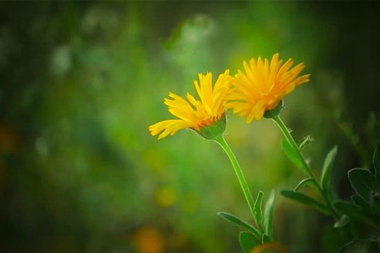 Tử vi ngày 1/3/2023: Tuổi Sửu một mình gánh vác, tuổi Dần người âm thầm giúp