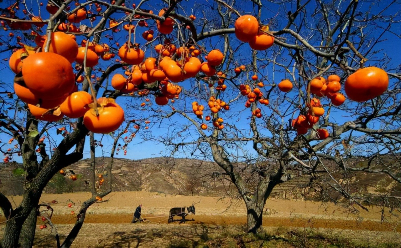 Người xưa nói: Trồng năm cây cảnh này trước sân, con cháu giàu có trăm đời-6